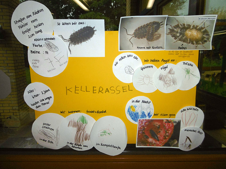 Kellerasseln sind spannend