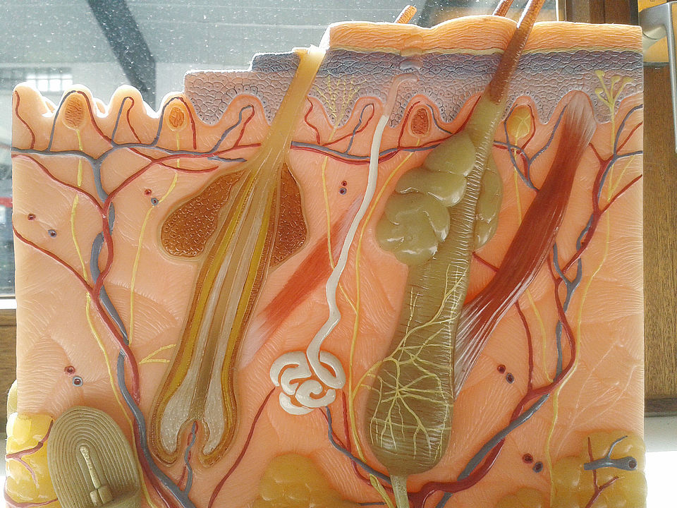 Modell der Haut im Erste-Hilfe-Kurs